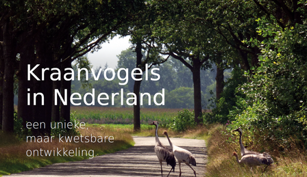 Kraanvogels in Nederland