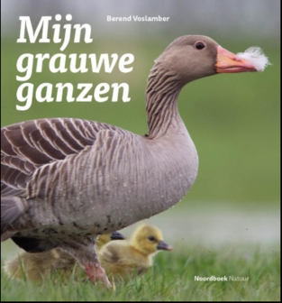 Mijn grauwe ganzen